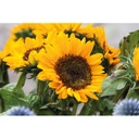 Semi di girasole in busta kraft - 5