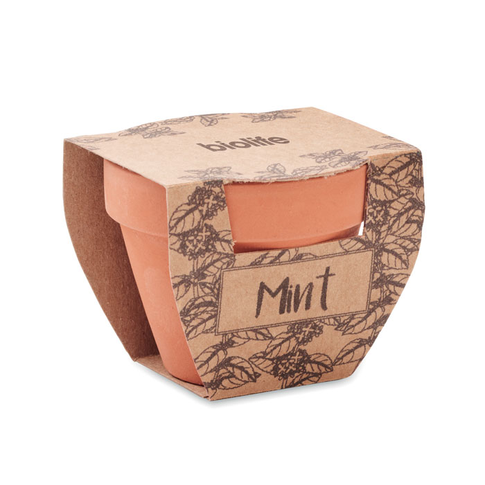 Semi di menta in vaso - 4