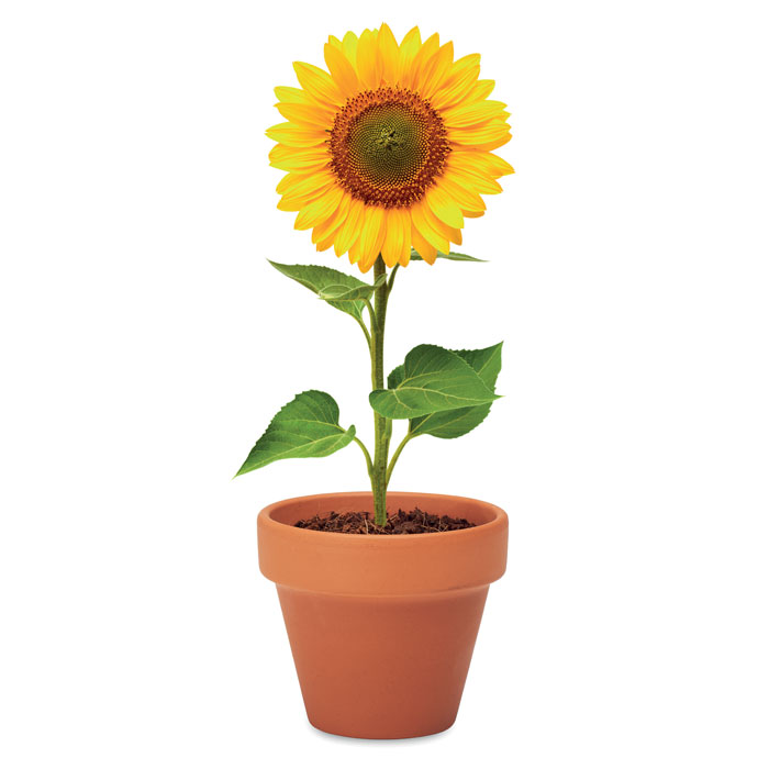 Semi di girasole - 4