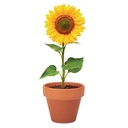 Semi di girasole - 4