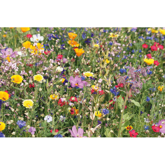 Semi misti di fiori in busta - 3