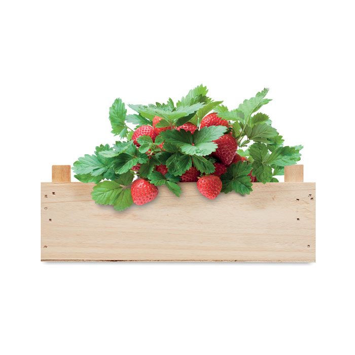Kit per coltivare fragole - 4