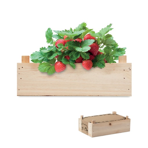 [MG-03554] Kit per coltivare fragole